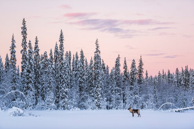ROVANIEMI: Reindeer Farm Visit and Walking - Walking one reindeer through the forest
