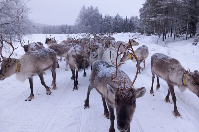 ROVANIEMI: Reindeer Farm Visit and Walking - The kota, fire, pancakes, and blueberry juice