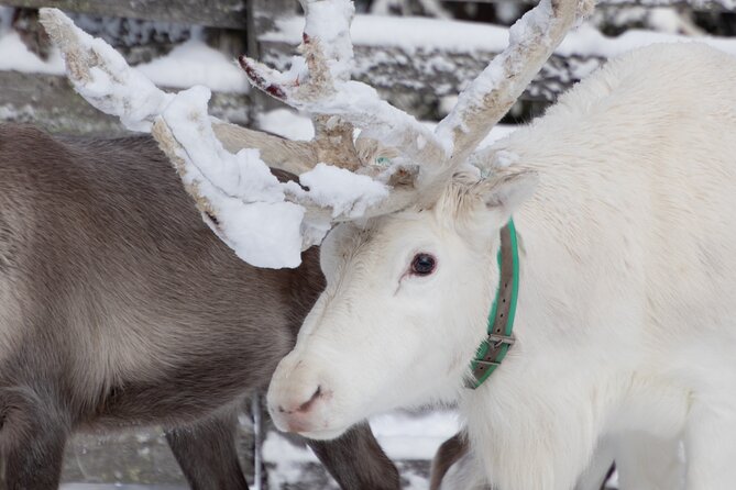 ROVANIEMI: Reindeer Farm Visit and Walking - How the timing and transport work