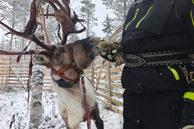 ROVANIEMI: Reindeer Farm Visit and Walking - Is the $119 price good value?