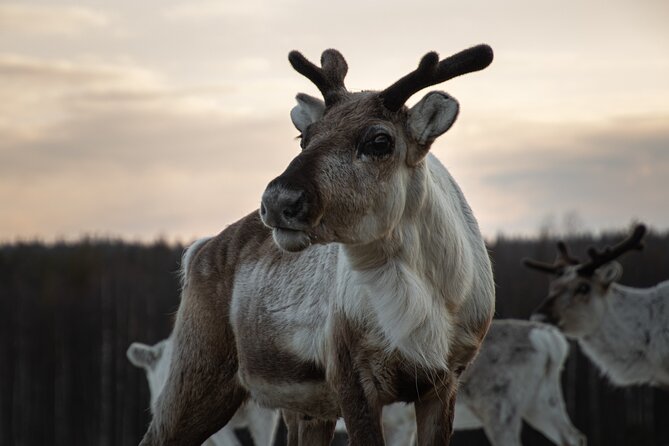 ROVANIEMI: Reindeer Farm Visit and Walking - Feeding the herd in the snow