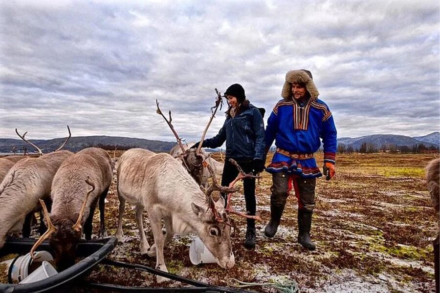 Rovaniemi: Reindeer Farm Visit in the Summer - Meeting reindeer beyond the Christmas postcard