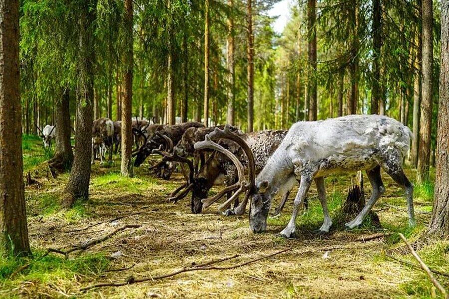 Rovaniemi: Reindeer Farm Visit in the Summer - FAQ