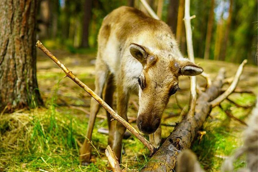 Rovaniemi: Reindeer Farm Visit in the Summer - What happens during the 2.5-hour visit
