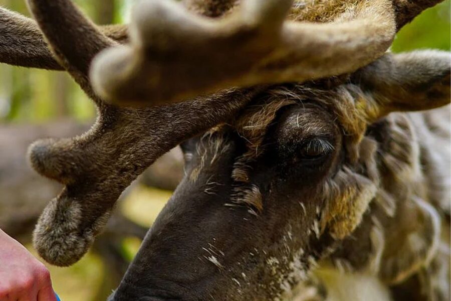 Rovaniemi: Reindeer Farm Visit in the Summer - A summer farm visit has a different feel