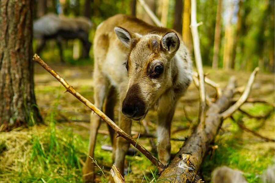 Rovaniemi: Reindeer Farm Visit in the Summer - Who will enjoy this experience most?