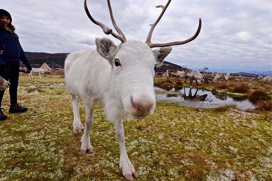 Rovaniemi: Reindeer Farm Visit in the Summer - Practical advice before you book
