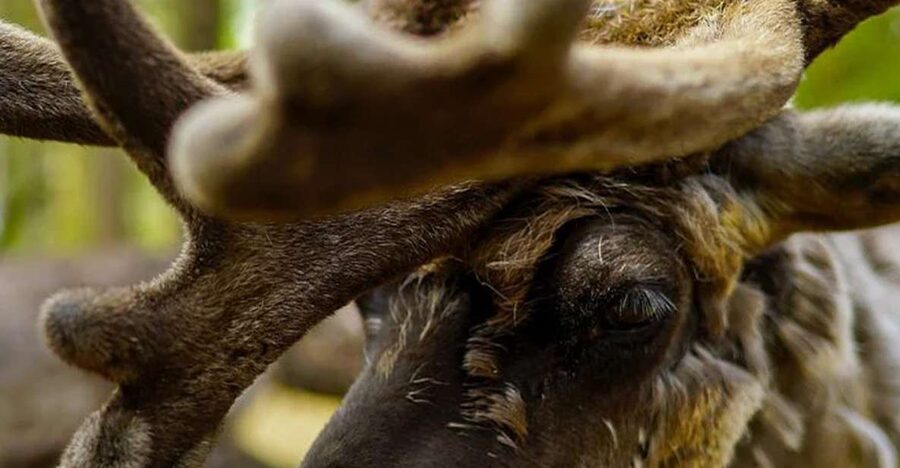Rovaniemi: Reindeer Farm Visit in the Summer - Should you book the reindeer farm visit?