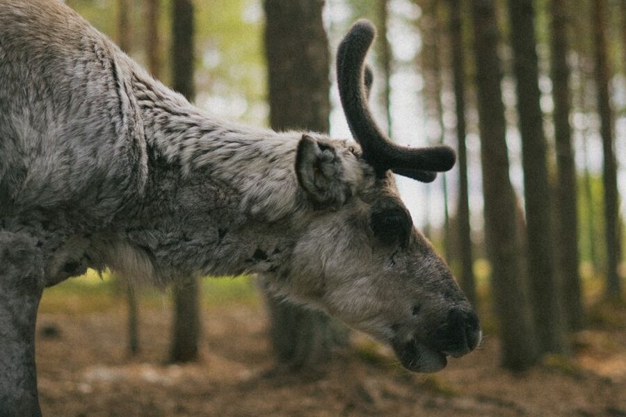 Rovaniemi: Reindeer Farm Visit with Photographer - Key points to know before booking