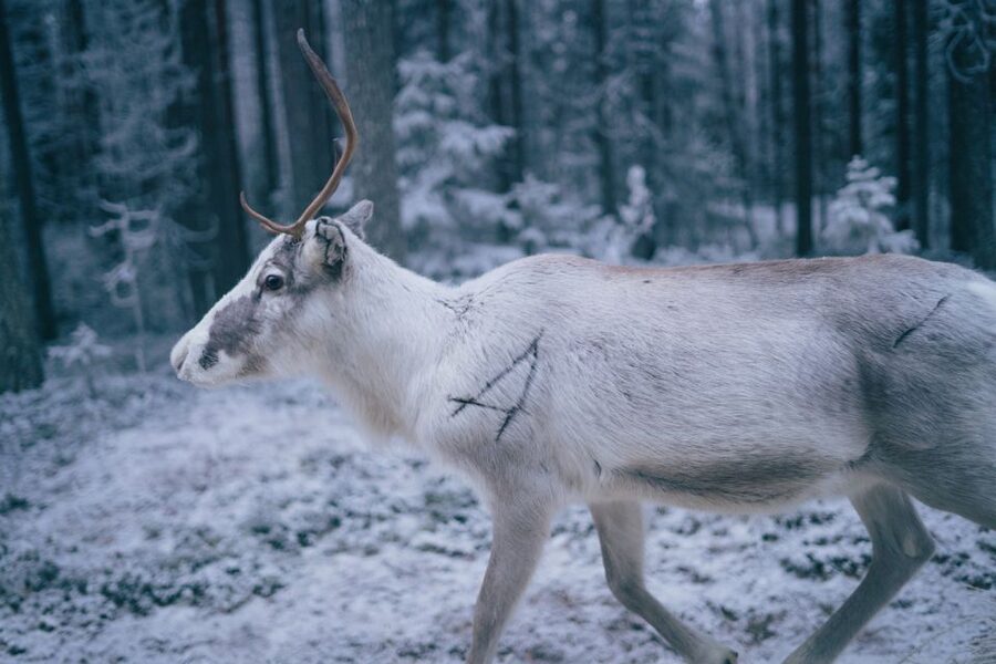 Rovaniemi: Reindeer Farm Visit with Photographer - A 400-meter sleigh ride, weather permitting