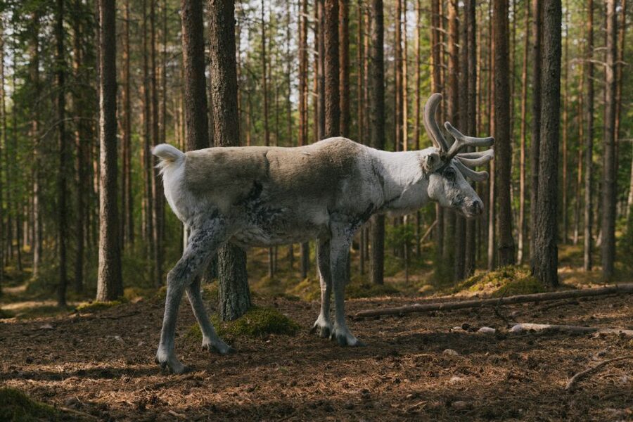 Rovaniemi: Reindeer Farm Visit with Photographer - Photography that lets you enjoy the moment