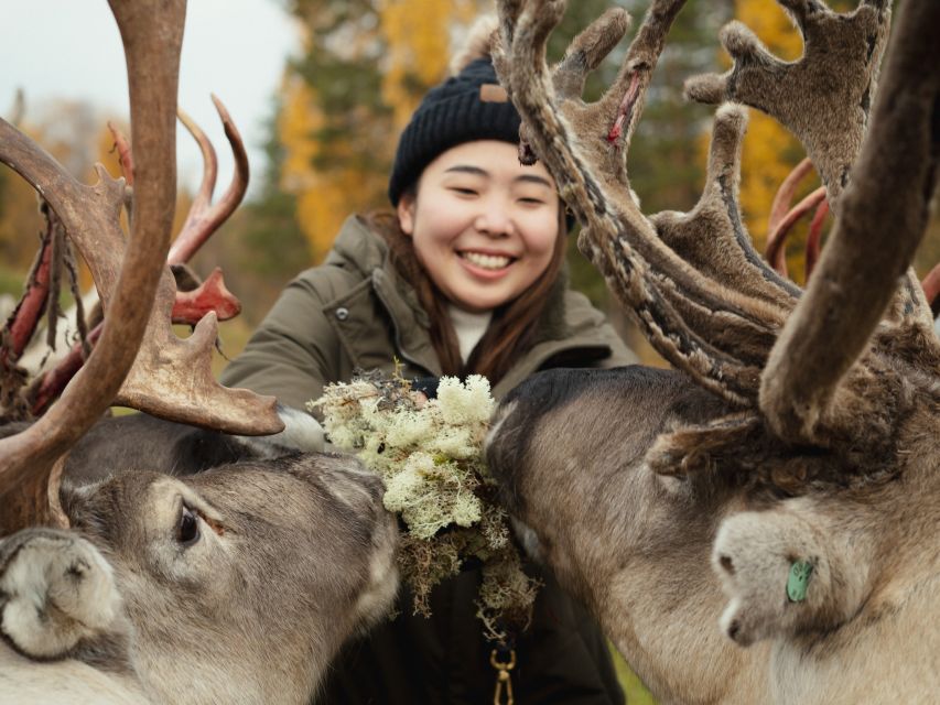 Rovaniemi: Reindeer Farm Visit with Photographer - Is the $139 price good value?