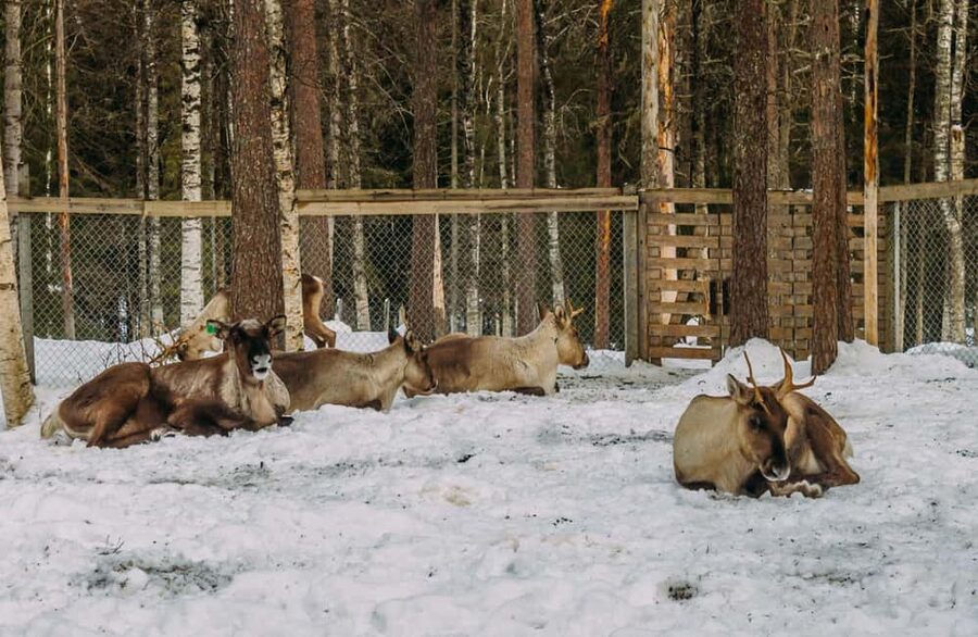 Rovaniemi: Reindeer Farm Visit with Sleigh Ride & Pickup - Key points before you book