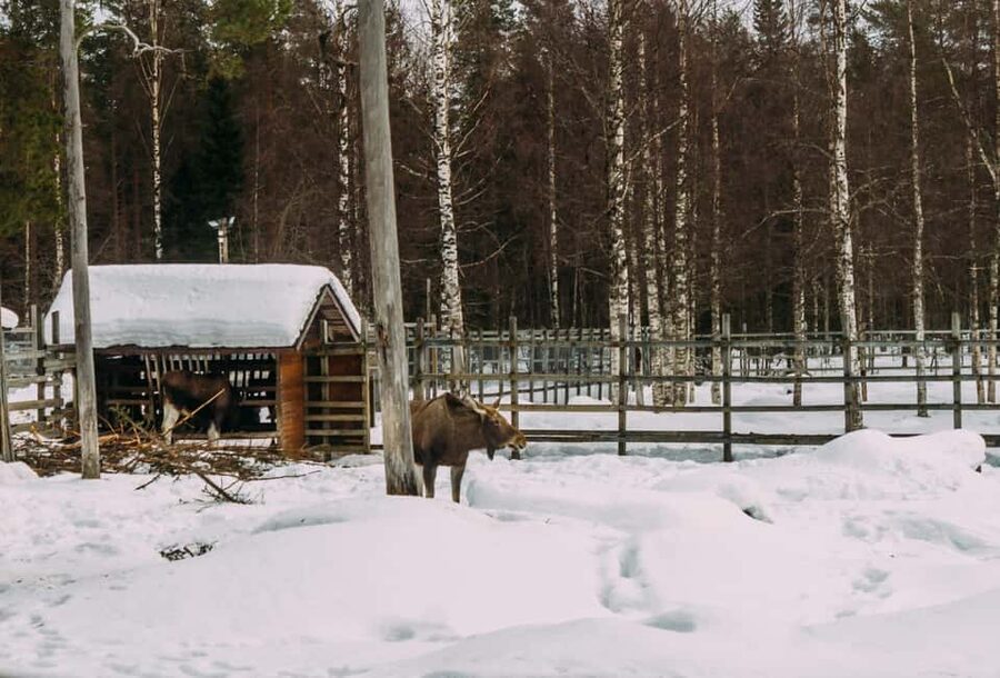 Rovaniemi: Reindeer Farm Visit with Sleigh Ride & Pickup - The 500-meter sleigh ride