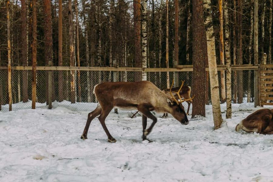 Rovaniemi: Reindeer Farm Visit with Sleigh Ride & Pickup - Meeting the reindeer at Raitola Farm