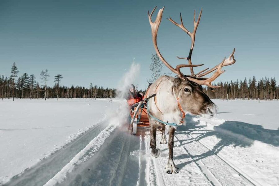 Rovaniemi: Reindeer Farm Visit with Sleigh Ride & Snacks - Key points to know before booking
