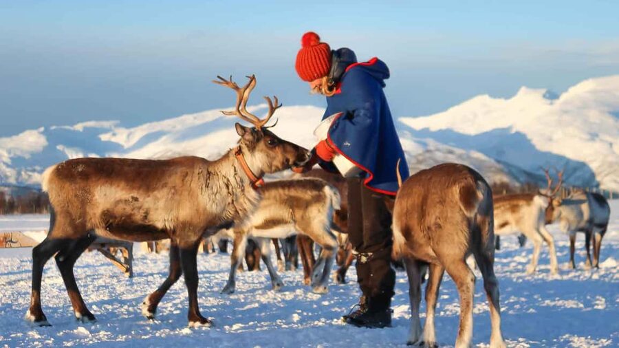 Rovaniemi: Reindeer Farm Visit with Sleigh Ride & Snacks - Feeding the herd and taking photographs