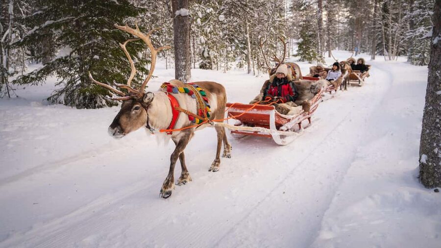 Rovaniemi: Reindeer Farm Visit with Sleigh Ride & Snacks - Practical details that affect your day