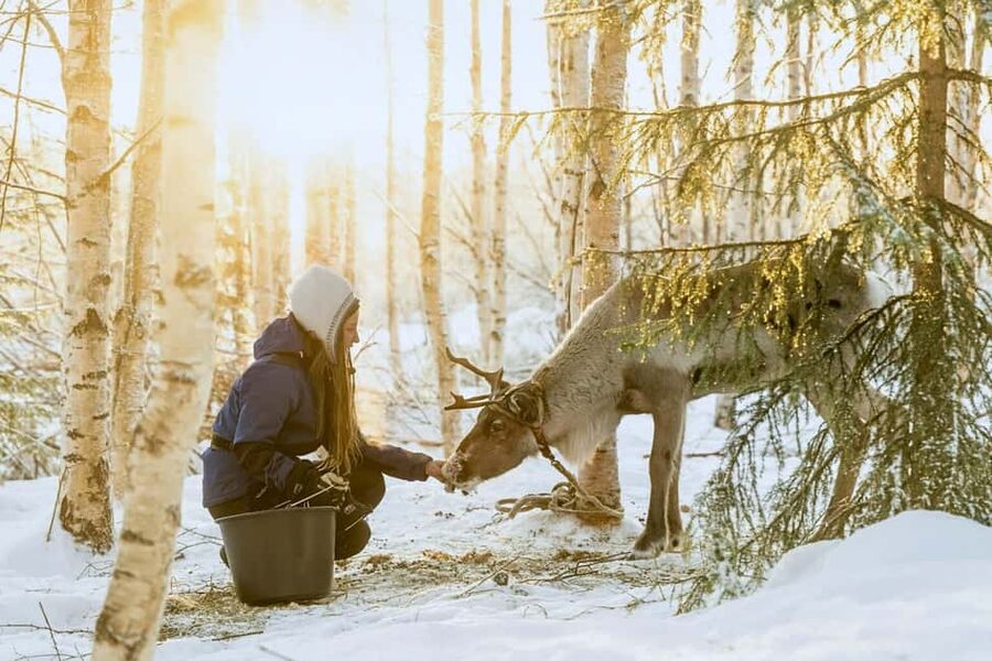 Rovaniemi: Reindeer Safari at 200-Year-Old Farm & Sled Ride - A reindeer farm with two centuries of family tradition