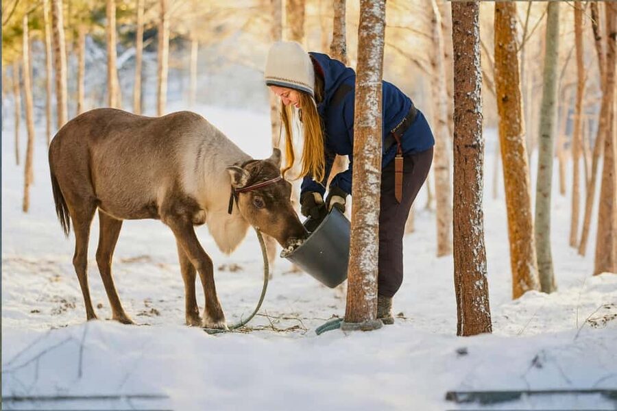 Rovaniemi: Reindeer Safari at 200-Year-Old Farm & Sled Ride - Hot drinks in a traditional kota