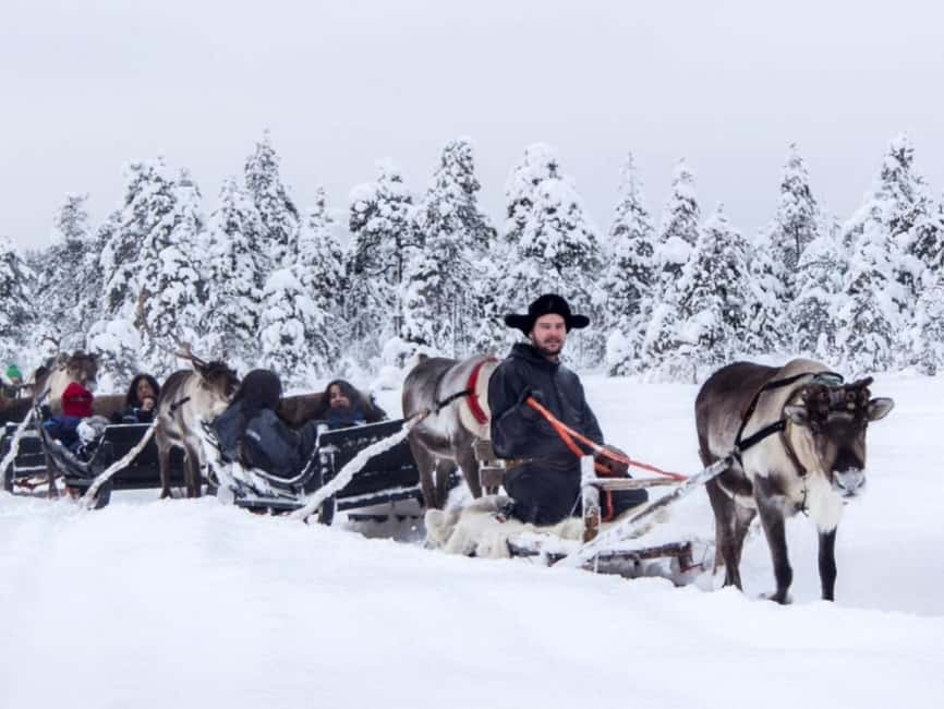 Rovaniemi: Reindeer Safari at 200-Year-Old Farm & Sled Ride - The Reindeer Driving License