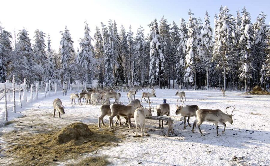 Rovaniemi: Saami Reindeer Farm Visit & Sleigh Ride - Should you book it?