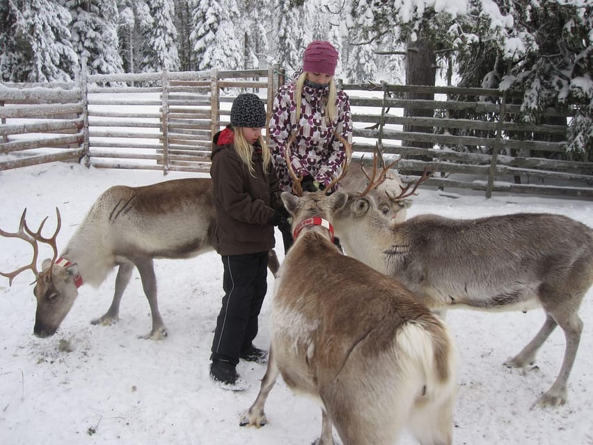 Rovaniemi: Saami Reindeer Farm Visit & Sleigh Ride - Feeding time and photographs
