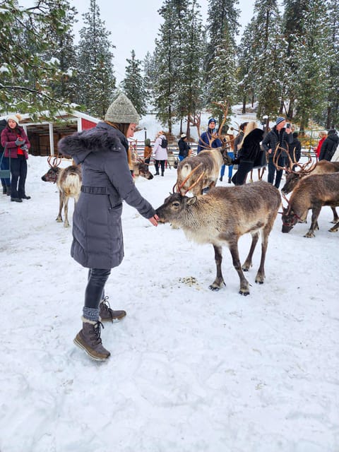 Rovaniemi: Saami Reindeer Farm Visit & Sleigh Ride - The 400 to 500 meter sleigh ride