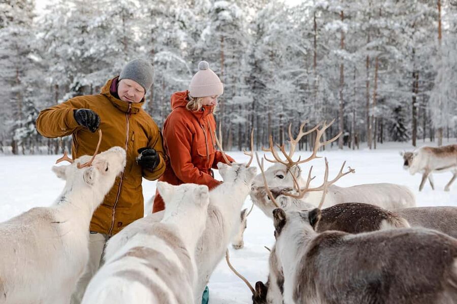 Rovaniemi: Saami Reindeer Farm Visit & Sleigh Ride - Timing, season, and practical details