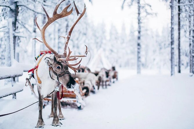 Rovaniemi Santa Claus Village Husky Reindeer Farm Arctic Museum - Guides, group size, and the real pace of the day