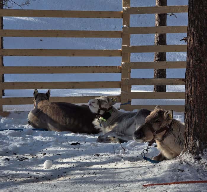 Rovaniemi:Self-drive Husky safari with a Reindeer Farm visit - A husky ride that actually takes you somewhere
