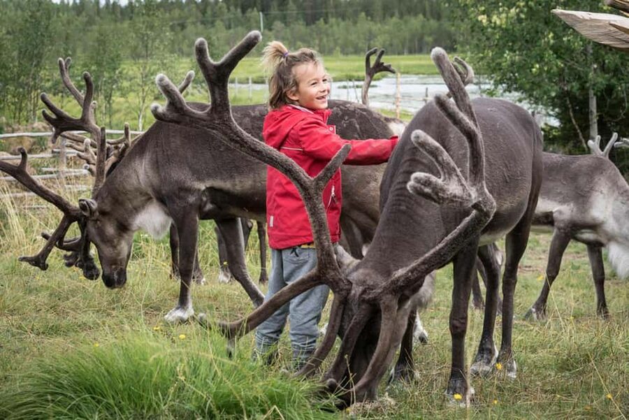 Rovaniemi: Summer/Autumn Reindeer Farm Experience - Key points at a glance