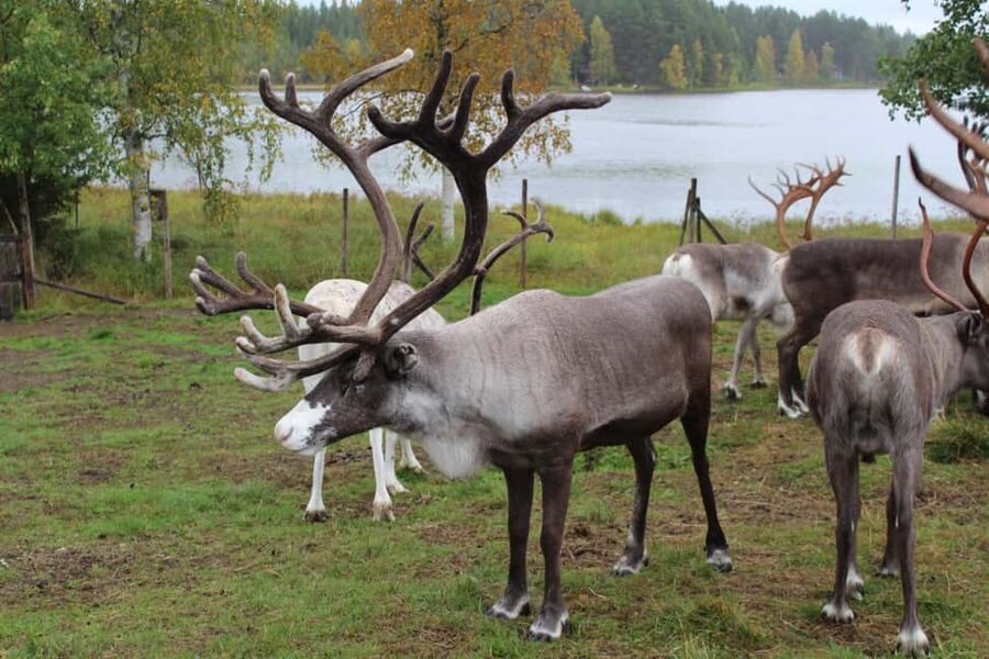 Rovaniemi: Summer/Autumn Reindeer Farm Experience - Stories from the herders
