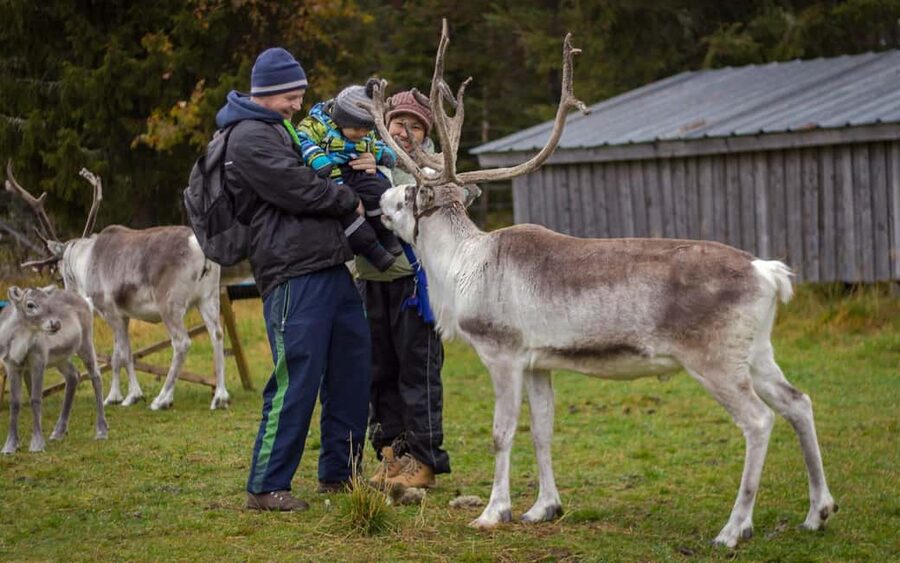 Rovaniemi: Summer/Autumn Reindeer Farm Experience - Feeding the reindeer and taking photos
