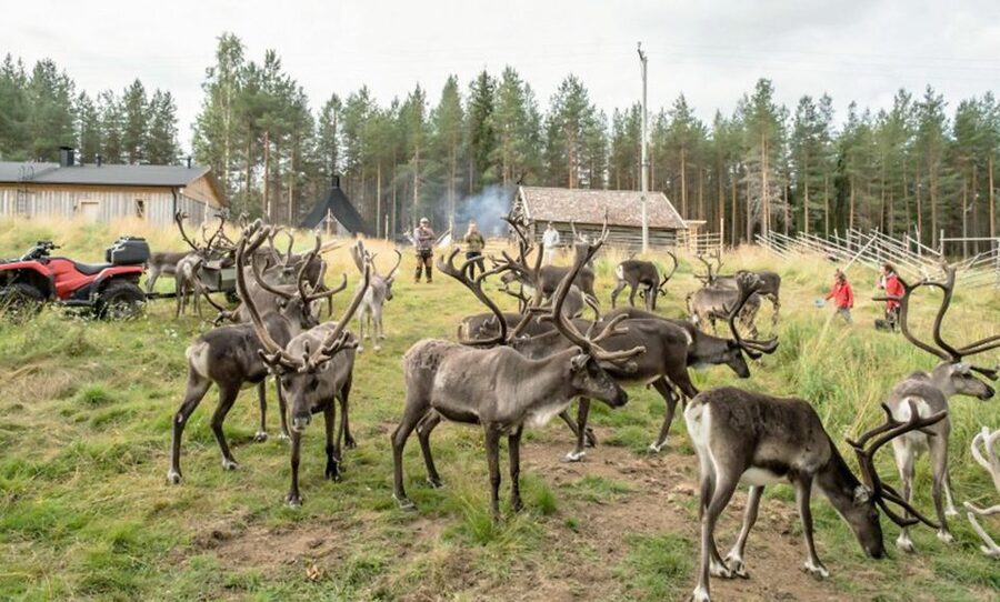Rovaniemi: Summer Reindeer Farm Experience - Why a summer farm visit feels different