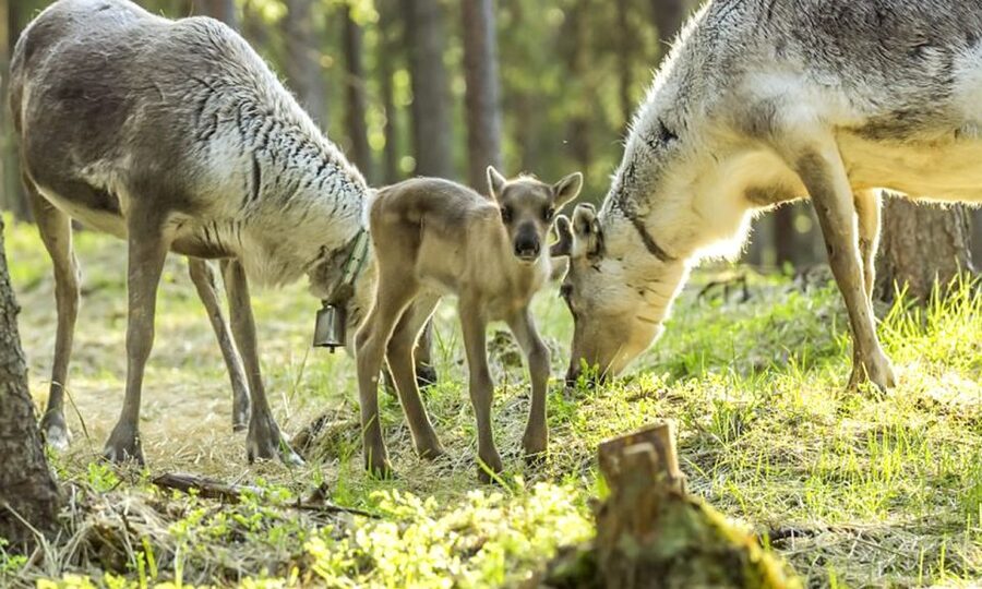 Rovaniemi: Summer Reindeer Farm Experience - Meeting the herder and entering the farm