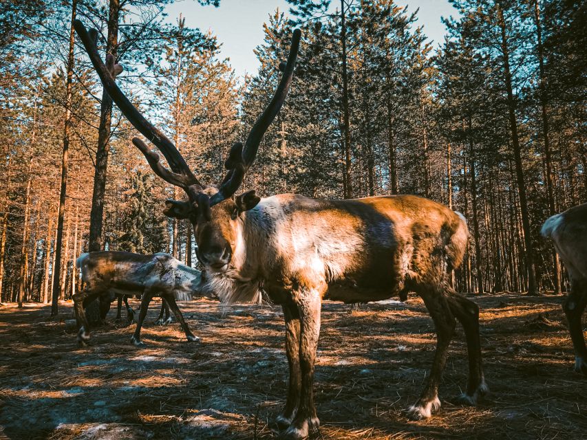 Rovaniemi: Summer Reindeer Farm Experience - Feeding reindeer and seeing their summer behavior