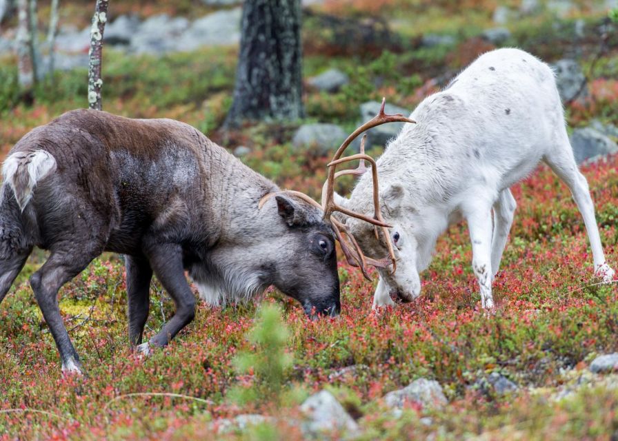Rovaniemi: Summer Reindeer Farm Experience - Who should book this experience?