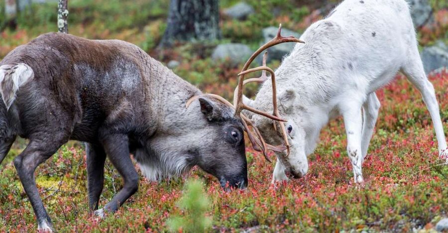 Rovaniemi: Summer Reindeer Farm Experience - The drive from Rovaniemi to the farm