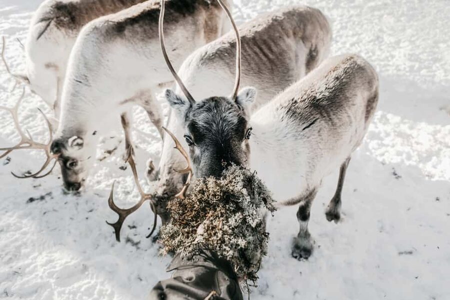 Rovaniemi: Visit to Santa's reindeer farm with reindeer ride - Meeting the reindeer and their herder