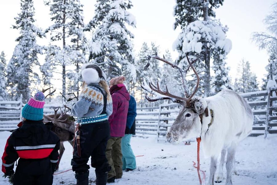 Saariselkä: Reindeer Farm Experience with Snack and Drinks - Meeting the reindeer four kilometers from Saariselkä