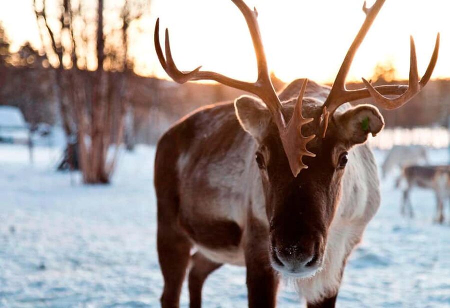 Saariselkä: Reindeer Farm Experience with Snack and Drinks - Feeding lichen to calm Arctic animals