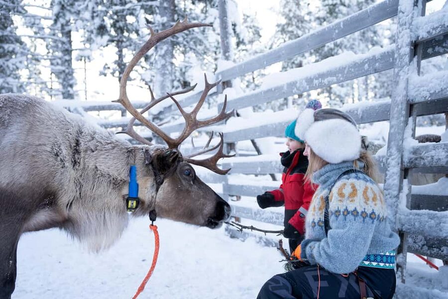Saariselkä: Reindeer Farm Experience with Snack and Drinks - What the $69 price buys you