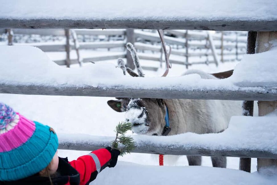 Saariselkä: Reindeer Farm Experience with Snack and Drinks - Dress for the cold, not the photograph