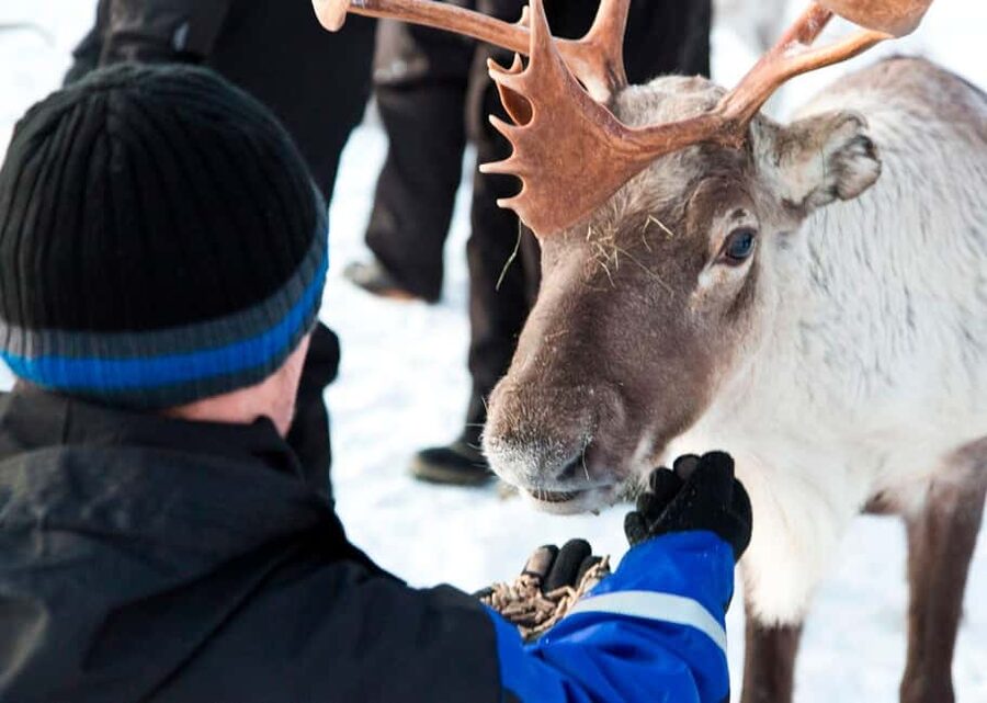 Saariselkä: Reindeer Farm Experience with Snack and Drinks - Simple booking details that matter