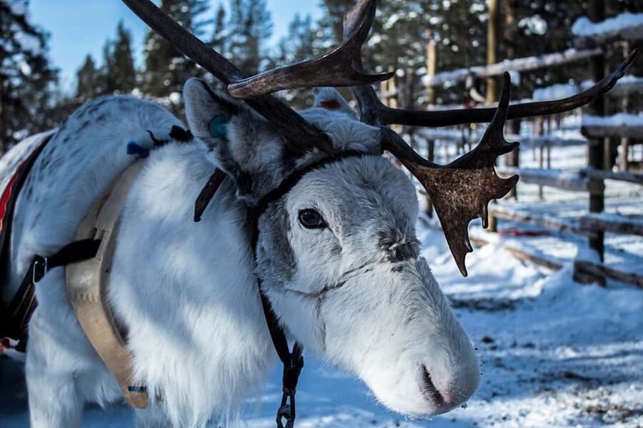 Saariselkä: Reindeer Farm Experience with Snack and Drinks - Should you book this reindeer visit?
