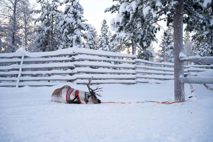 Saariselkä: Reindeer Farm Experience with Snack and Drinks - FAQ