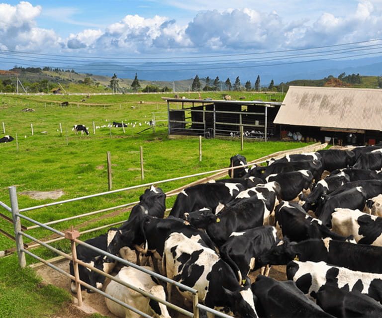 Sabah: Kinabalu Park, Hot Springs, and Cow Farm Day Tour - Nabalu Market: a useful first stop at 9:30