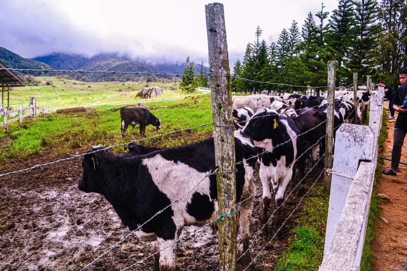 Sabah: Kinabalu Park, Poring Hot Springs & Desa Farm Tour - Poring Hot Springs without the canopy walkway