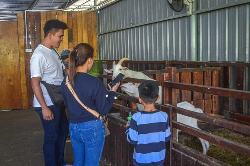 Sabah: Kinabalu Park, Poring Hot Springs & Desa Farm Tour - Should you book it?